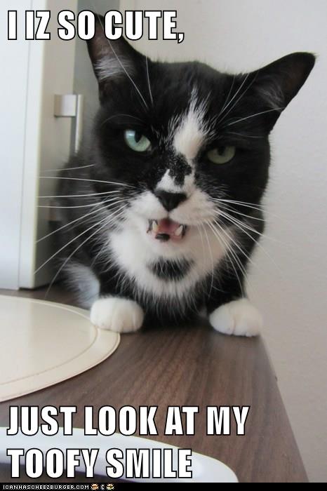 MY TOOFY SMILE - Lolcats - lol | cat memes | funny cats | funny cat ...