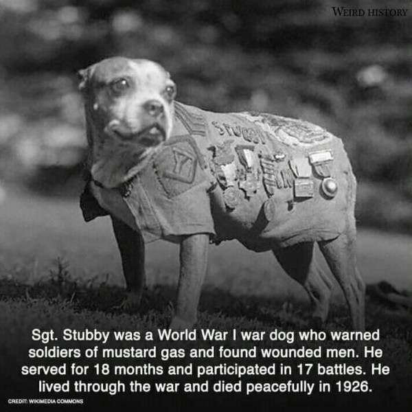 A real hero - I Can Has Cheezburger?