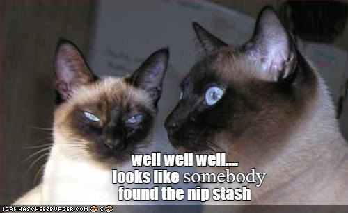 Well well well... - Lolcats - lol | cat memes | funny cats | funny cat ...