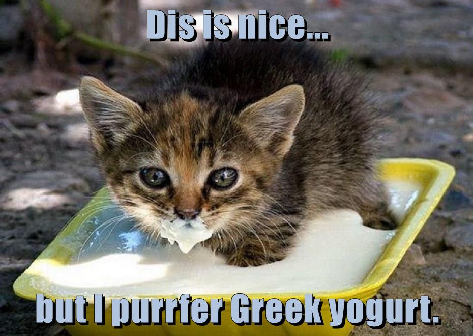 Dis is nice... but I purrfer Greek yogurt. Lolcats lol cat memes funny cats funny cat