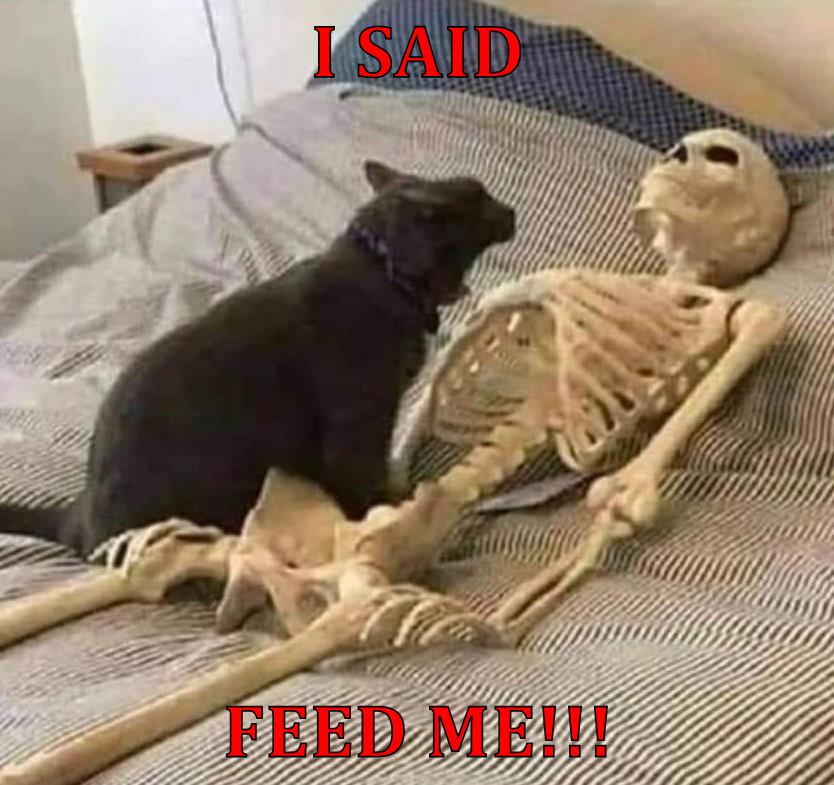 I SAID FEED ME!!! Lolcats lol cat memes funny cats funny cat