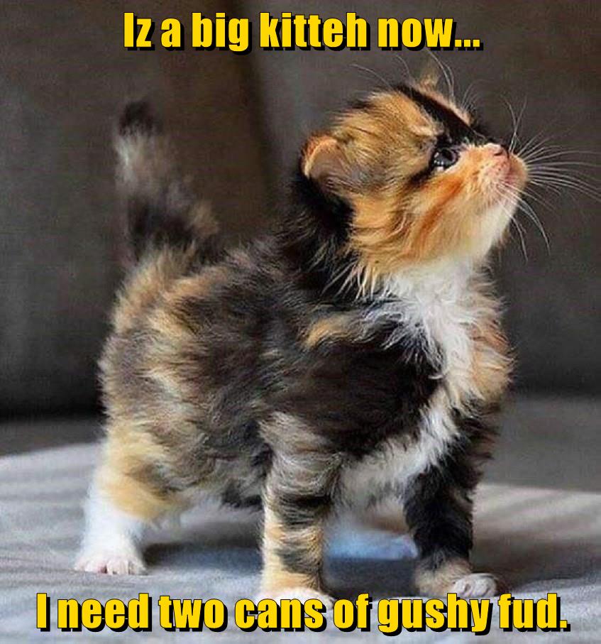 Iz a big kitteh now... I need two cans of gushy fud. Lolcats lol cat memes funny cats