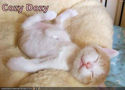 Cozy Dozy - Lolcats - lol | cat memes | funny cats | funny cat pictures