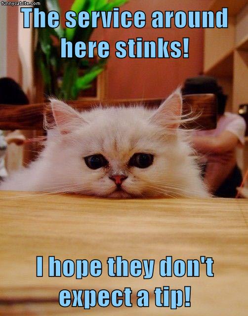 The service around here stinks! Lolcats lol cat memes funny