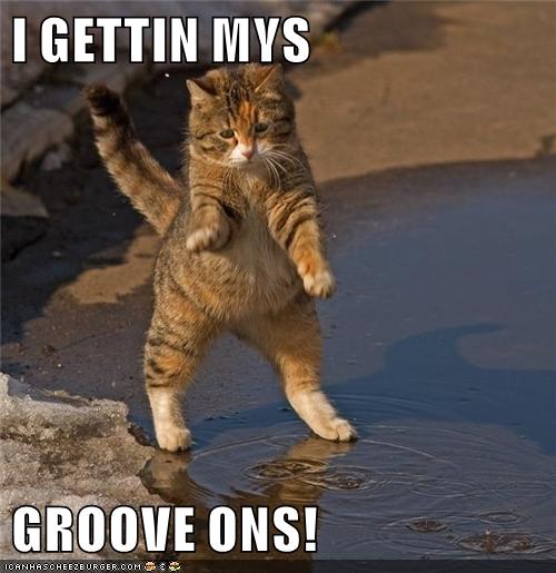 GROOVE - Lolcats - lol | cat memes | funny cats | funny cat pictures ...