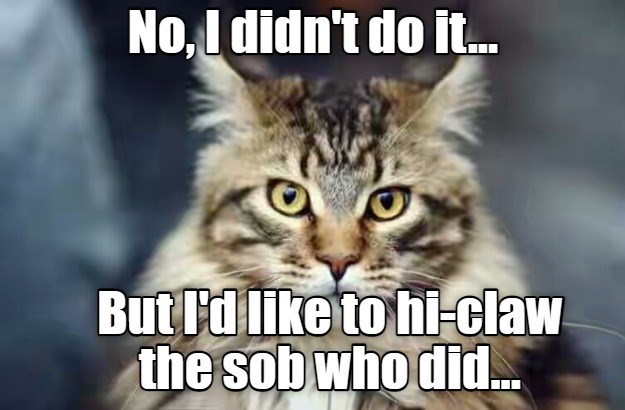 Holding the Cloaks - Lolcats - lol | cat memes | funny cats | funny cat ...