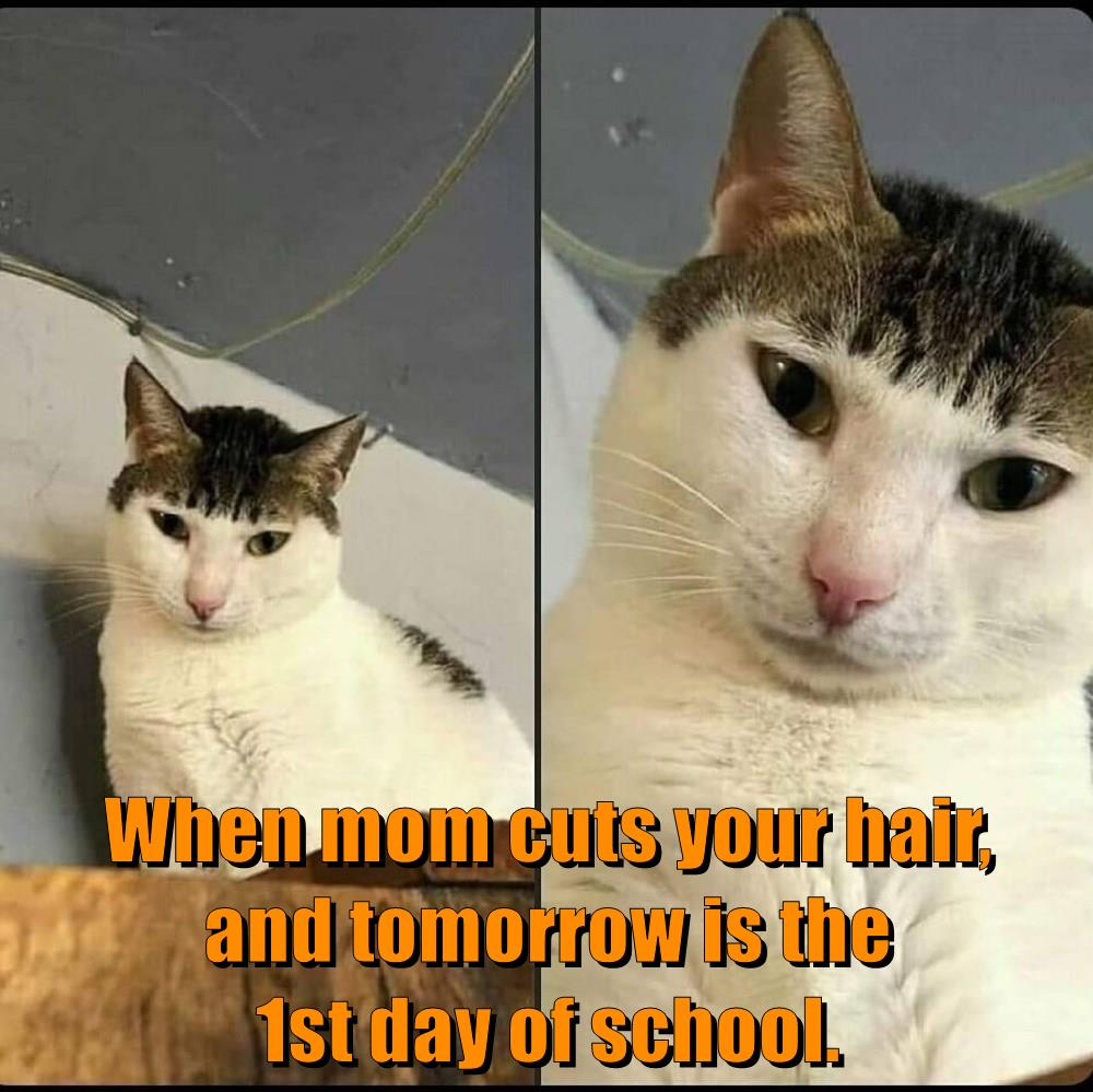When mom cuts your hair - Lolcats - lol | cat memes | funny cats | funny  cat pictures with words on them | funny pictures | lol cat memes | lol cats