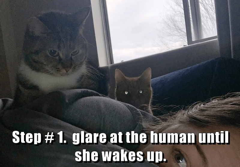 Step 1. glare at the human until she wakes up. Lolcats lol cat