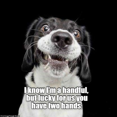 You're so lucky! I Has A Hotdog Dog Pictures Funny pictures of