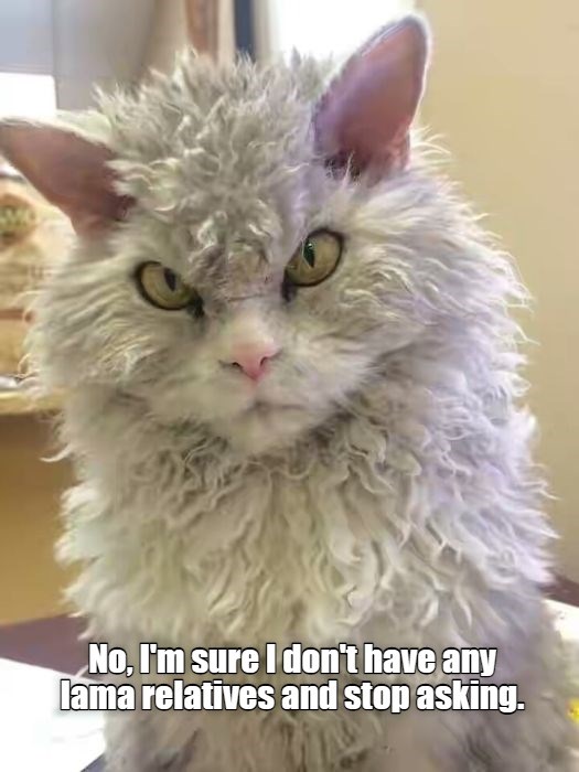 I'm sure - Lolcats - lol | cat memes | funny cats | funny cat pictures ...
