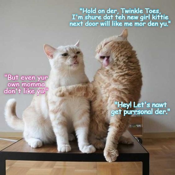 Who Will Be The First To Meet That New Girl Kittie? - Lolcats - Lol 