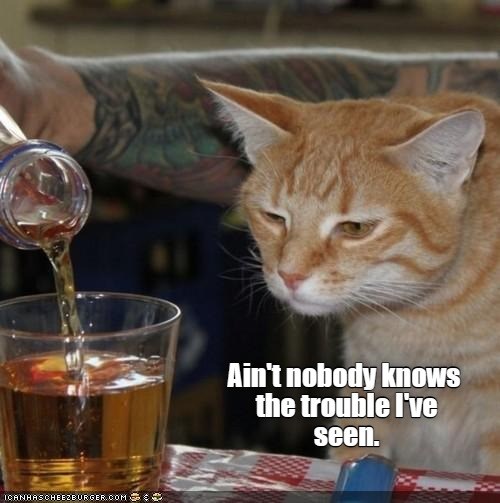 me for I've seen Lolcats lol cat memes funny cats