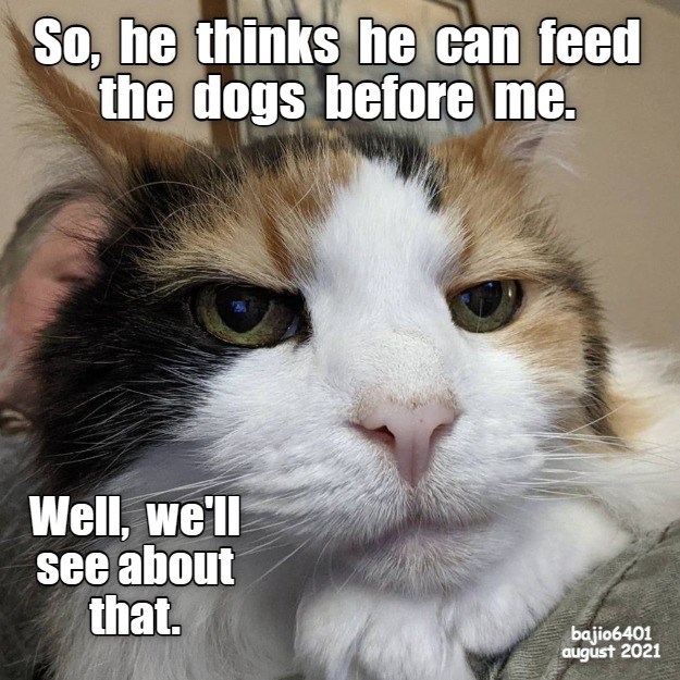 HE WON'T MAKE THAT MISTAKE AGAIN - Lolcats - lol | cat memes | funny ...