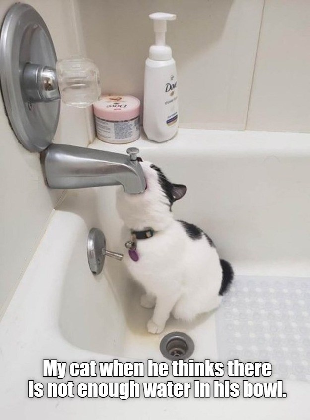 Drinking issues - Lolcats - lol | cat memes | funny cats | funny cat ...