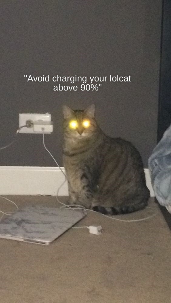 Excessive zoomies may result Lolcats lol cat memes funny cats