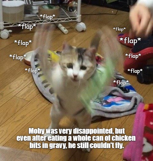 *flap* *flap* *flap* Lolcats lol cat memes funny cats funny