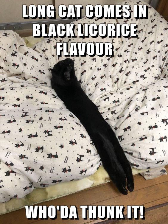 LICORICE FLAVOUR Lolcats lol cat memes funny cats funny cat