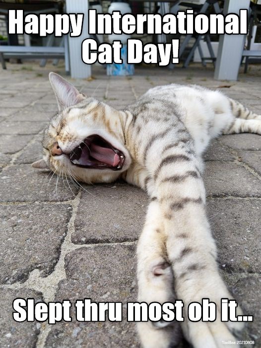 Happy International Cat Day! Lolcats lol cat memes funny cats