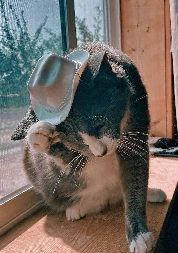 howdy-partner-lolcats-lol-cat-memes-funny-cats-funny-cat