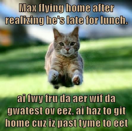 Max flying home - Lolcats - lol | cat memes | funny cats | funny cat ...