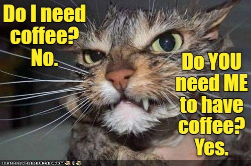 Start pouring - Lolcats - lol | cat memes | funny cats | funny cat ...