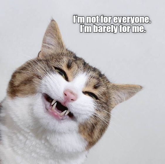 Not for everyone - Lolcats - lol | cat memes | funny cats | funny cat ...