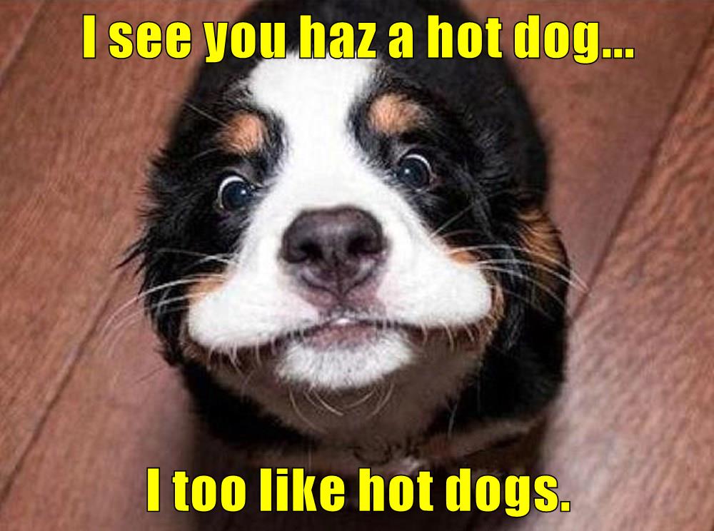 I see you haz a hot dog... I too like hot dogs. I Has A Hotdog Dog
