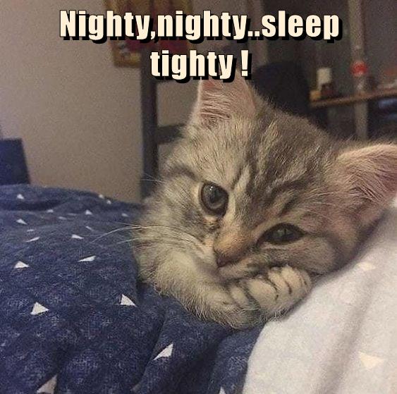 Nighty,nighty..sleep tighty ! - Lolcats - lol | cat memes | funny cats ...