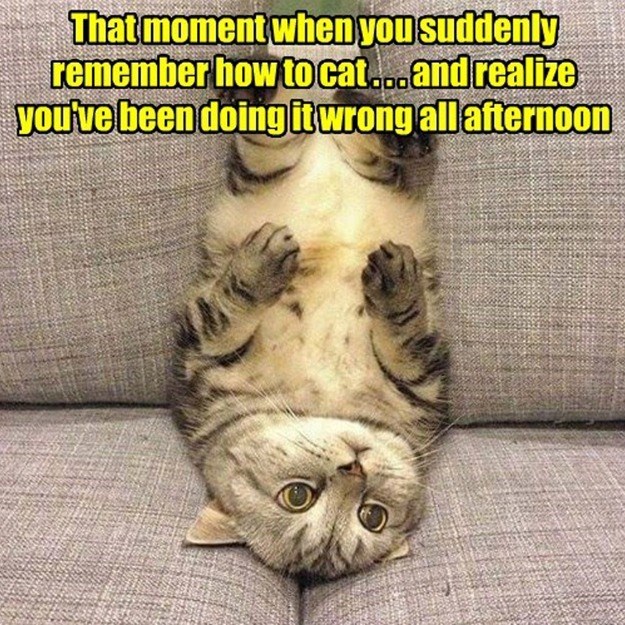 The realization - Lolcats - lol | cat memes | funny cats | funny cat ...