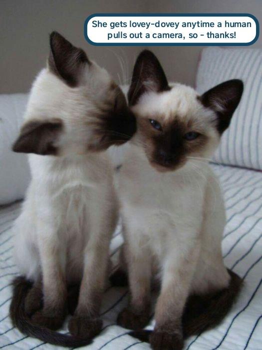 Kitty PDA Lolcats lol cat memes funny cats funny cat pictures