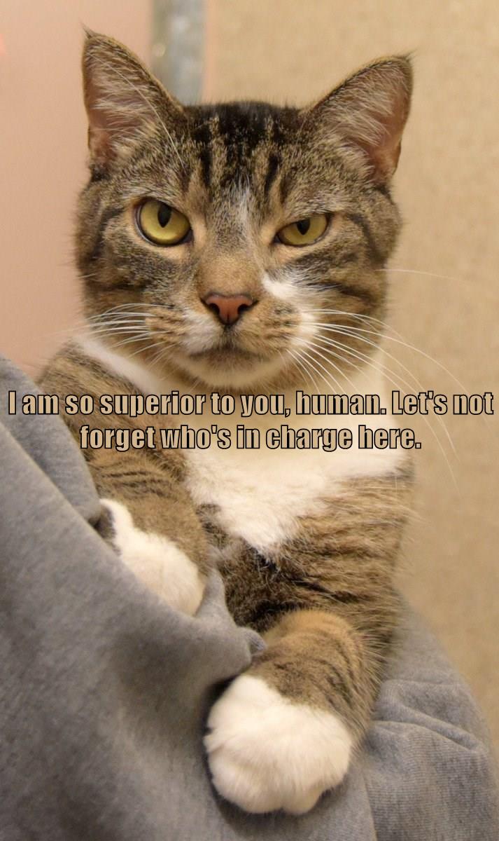 Let's not who's in charge Lolcats lol cat memes funny
