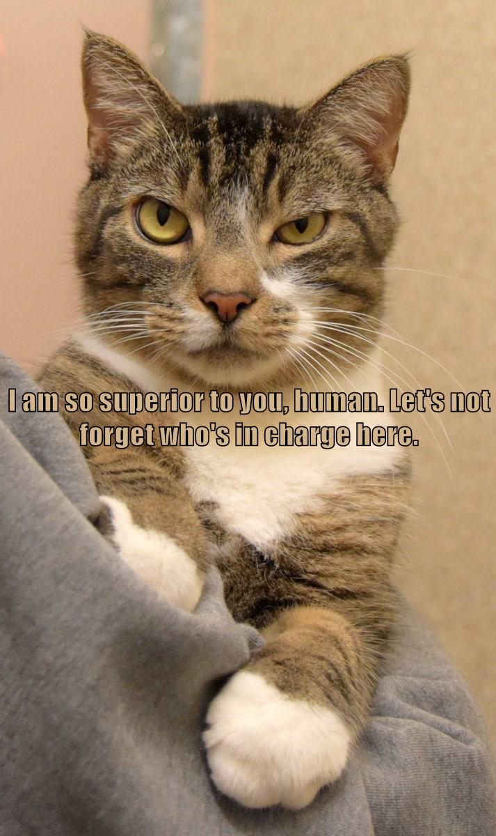 Let's not forget who's in charge - Lolcats - lol | cat memes | funny ...