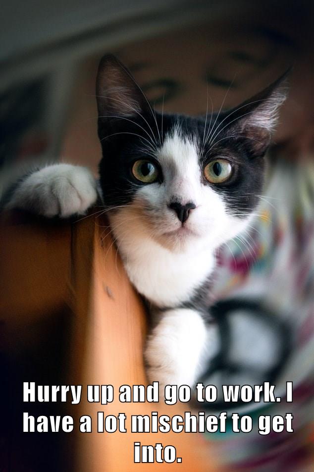 Hurry up - Lolcats - lol | cat memes | funny cats | funny cat pictures ...