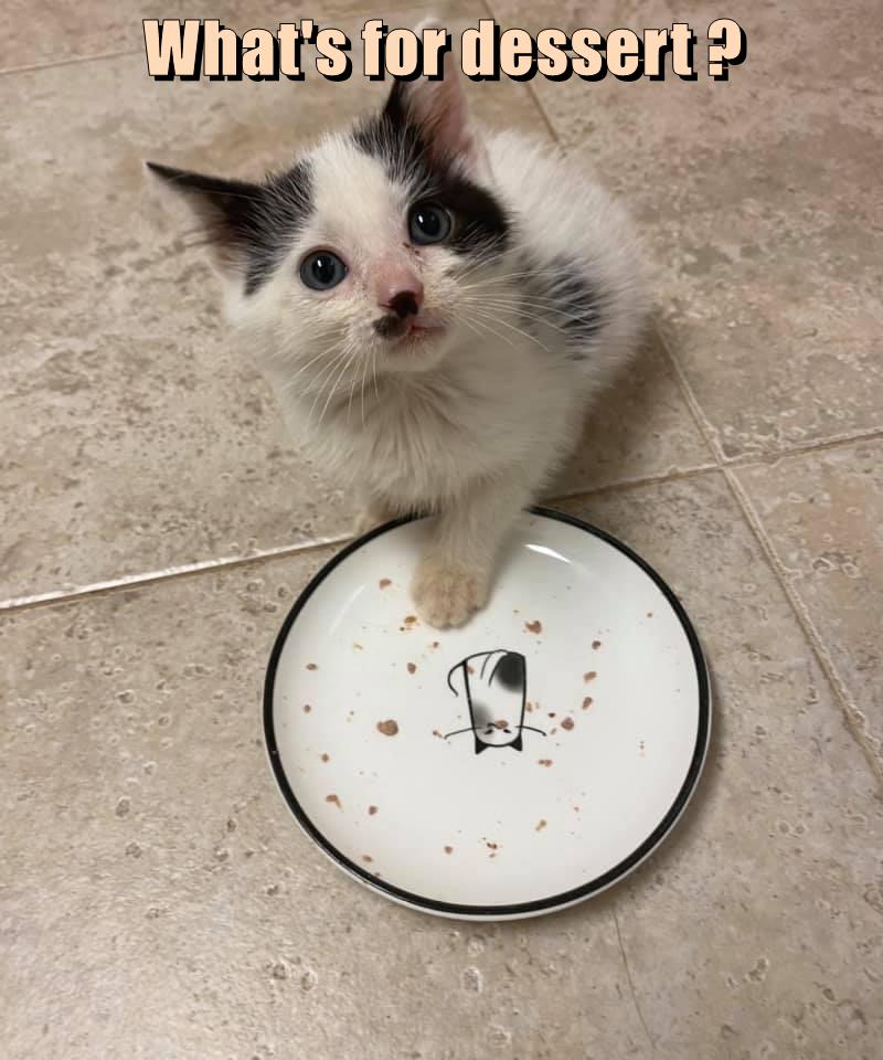 What's for dessert ? Lolcats lol cat memes funny cats funny