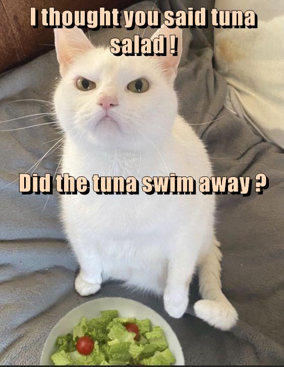 I thought you said tuna salad ! Lolcats lol cat memes funny