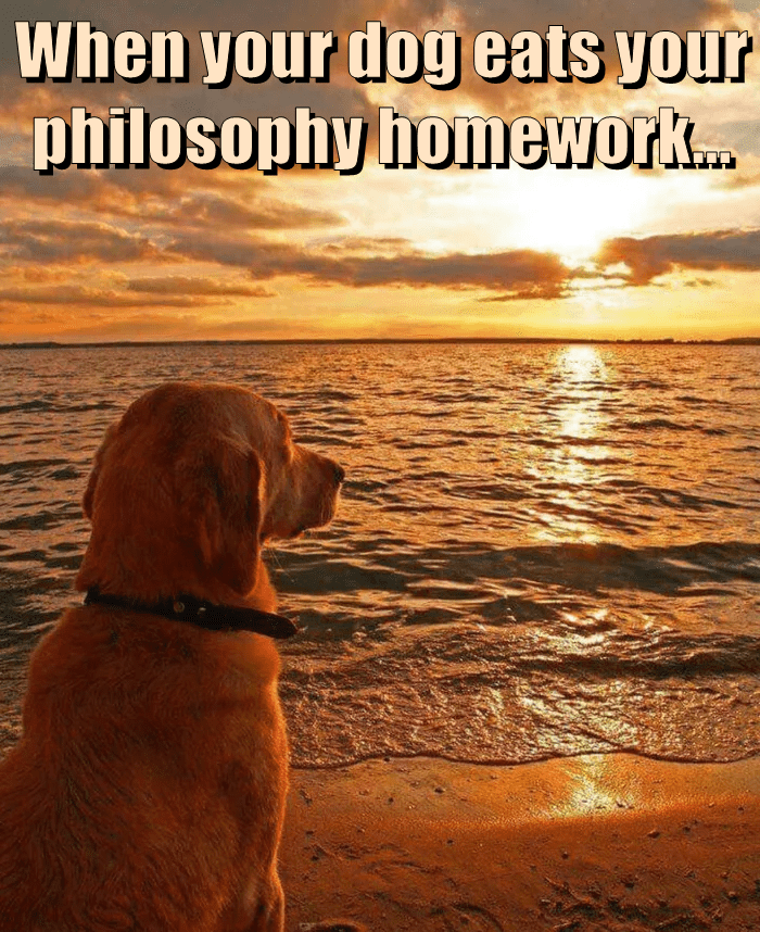 when your dog eats your philosophy homework meme
