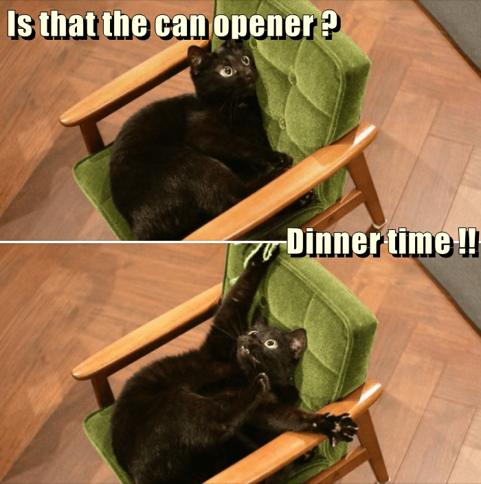 Dinner time !! Lolcats lol cat memes funny cats funny cat