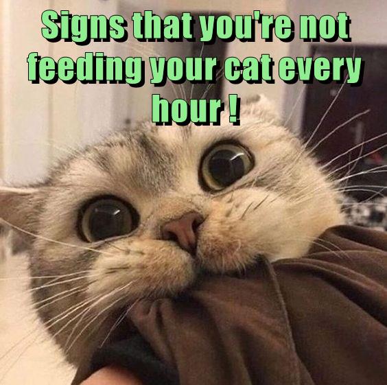 Signs that you're not feeding your cat every hour ! - Lolcats - lol ...