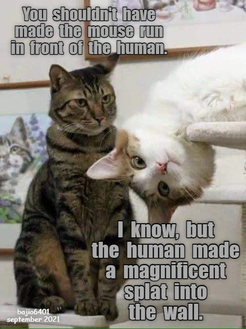 CAT DO-IT-YOURSELF ENTERTAINMENT - Lolcats - lol | cat memes | funny ...