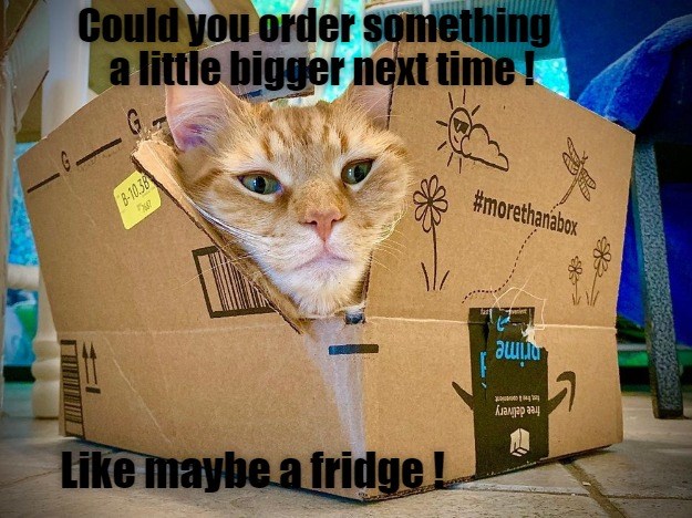 Go big - Lolcats - lol | cat memes | funny cats | funny cat pictures ...