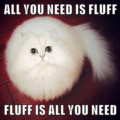 FLUFF IS ALL YOU NEED - Lolcats - lol | cat memes | funny cats | funny ...