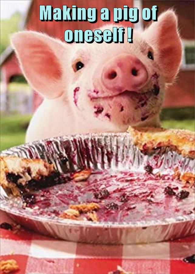 Making a pig of oneself ! - Animal Comedy - Animal Comedy, funny animals,  animal gifs