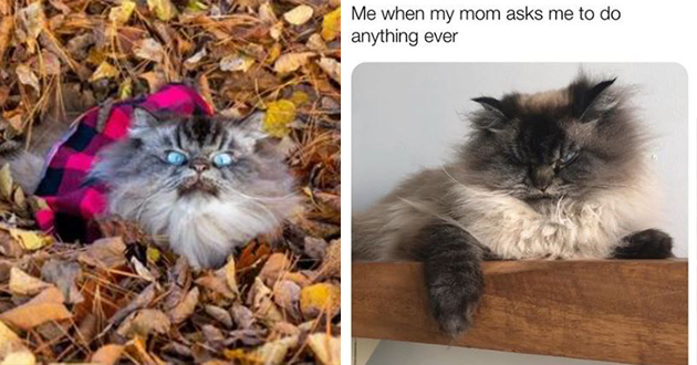 merlin ragdoll