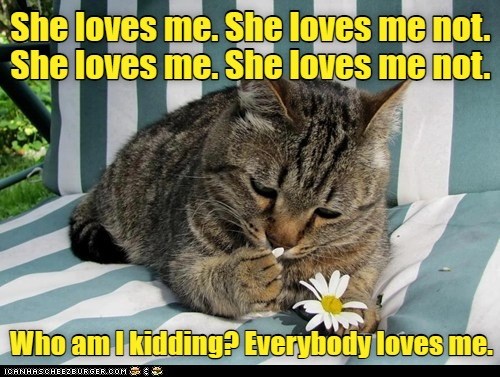 Love Is a Many Splendored Thing - Lolcats - lol | cat memes | funny ...