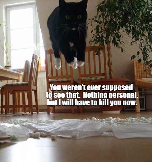 Rules are Rules Lolcats lol cat memes funny cats funny cat pictures with words on them