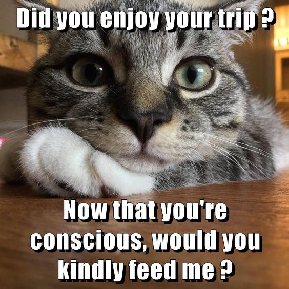 Did You Enjoy Your Trip ? - Lolcats - Lol 