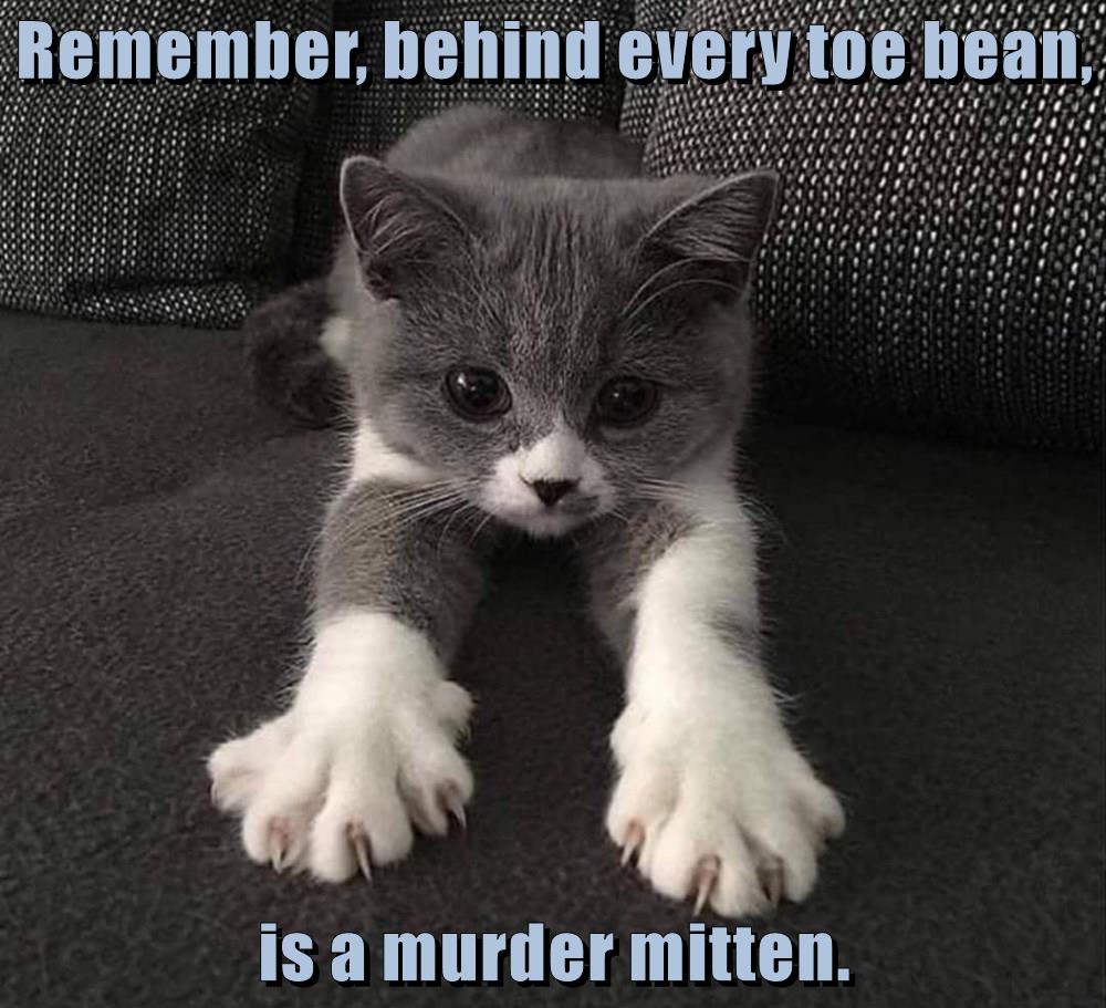 Remember, behind every toe bean, is a murder mitten. Lolcats lol cat memes funny cats