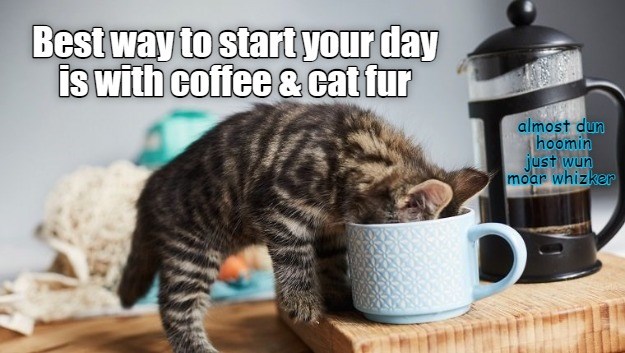 Best way to start your day - Lolcats - lol | cat memes | funny cats ...