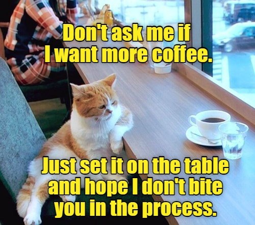 Morning routine. - Lolcats - lol | cat memes | funny cats | funny cat ...