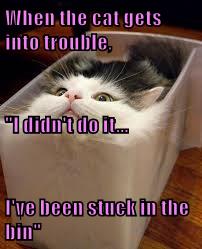 When the cat gets into trouble - Lolcats - lol | cat memes | funny cats ...